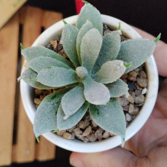 Planter for teacher with faux succulent - Picture 4 of 10